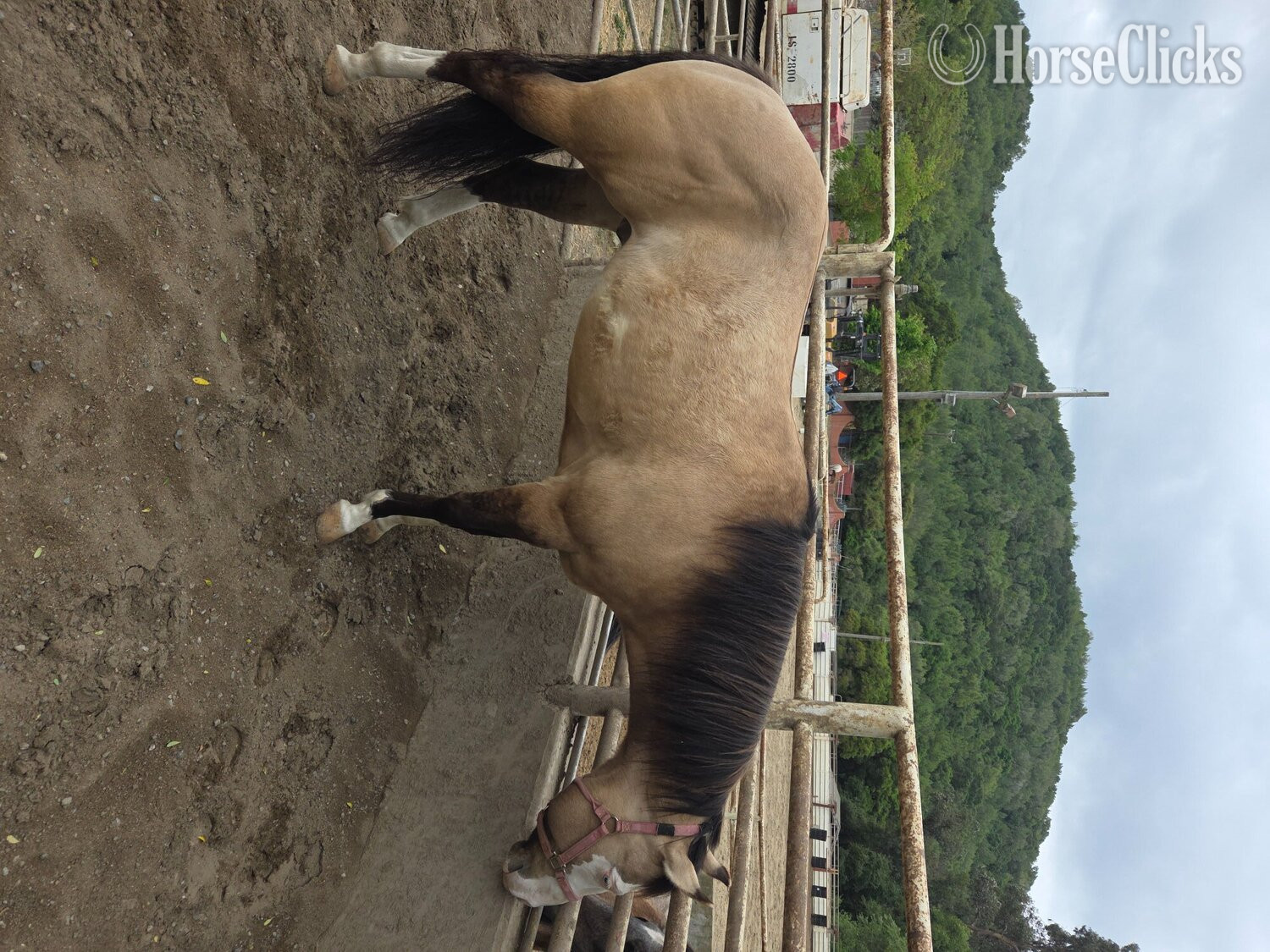 "Cheeto" Grullo Gelding Paint - Paint in California