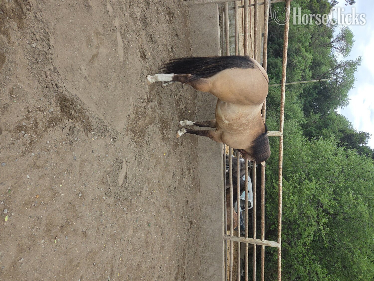 "Cheeto" Grullo Gelding Paint - Paint