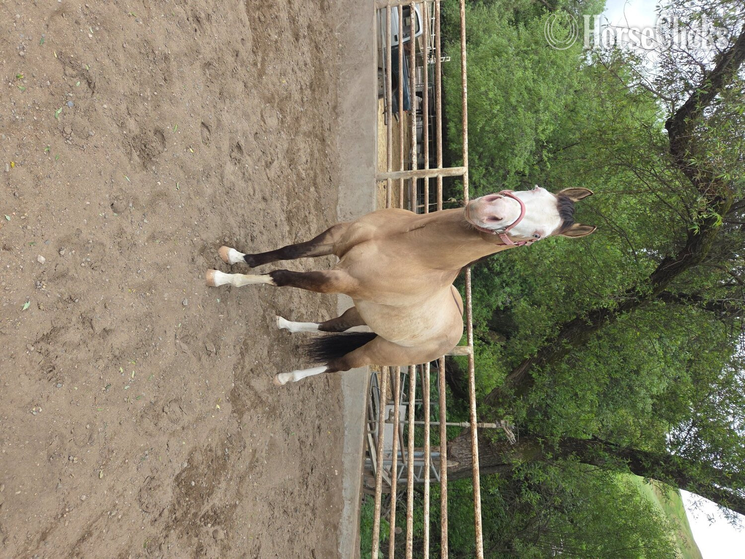 Paint - "Cheeto" Grullo Gelding Paint in California