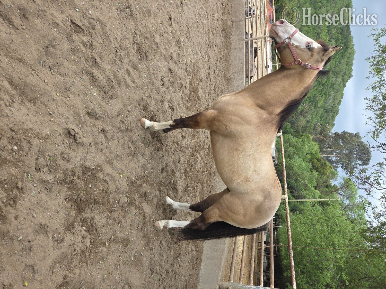 Paint - "Cheeto" Grullo Gelding Paint
