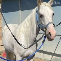 "Bud's High Cotton ("Cynder-fella")" White Gelding Tennessee Walker in California