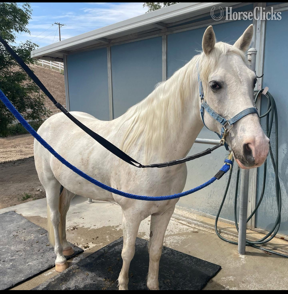 "Bud's High Cotton ("Cynder-fella")" White Gelding Tennessee Walker - Tennessee Walker in California
