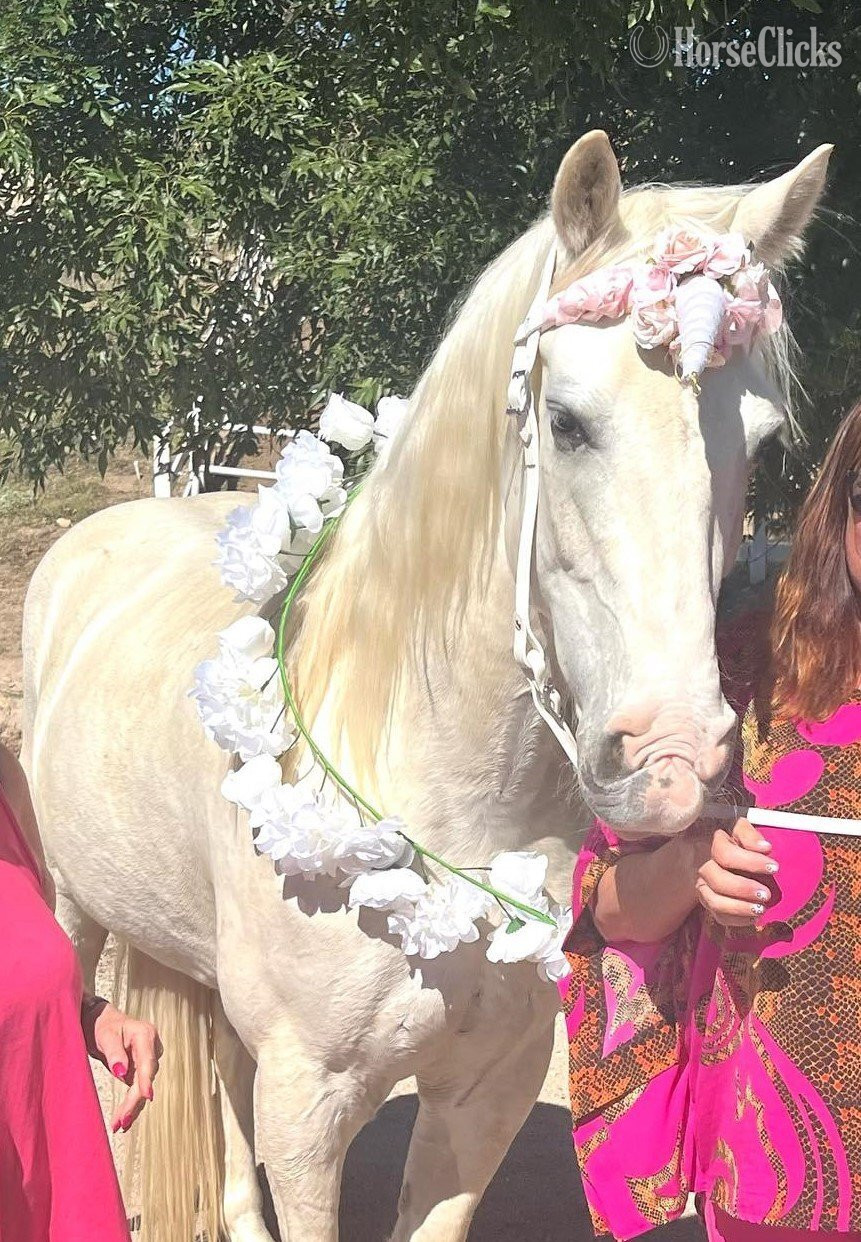 "Bud's High Cotton ("Cynder-fella")" White Gelding Tennessee Walker - Tennessee Walker