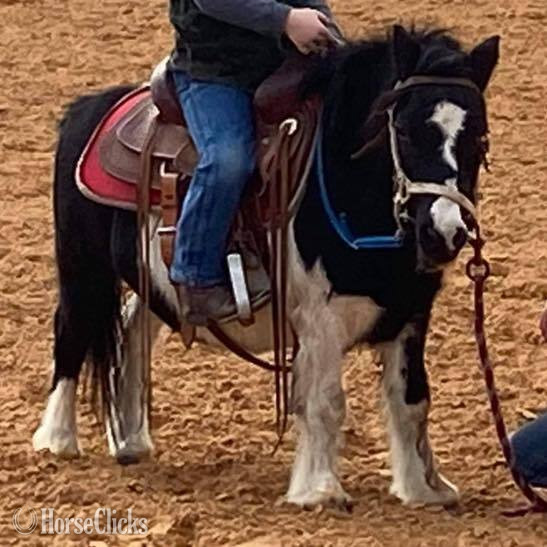 "Seymour" Pinto Gelding Pony in Texas