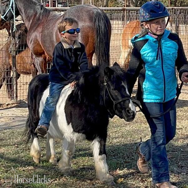 "Seymour" Pinto Gelding Pony Texas