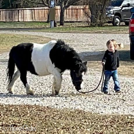Pony - "Seymour" Pinto Gelding Pony in Texas