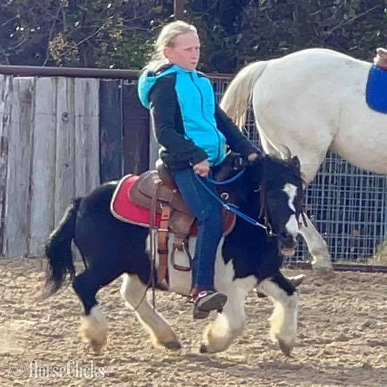 Pony - "Seymour" Pinto Gelding Pony