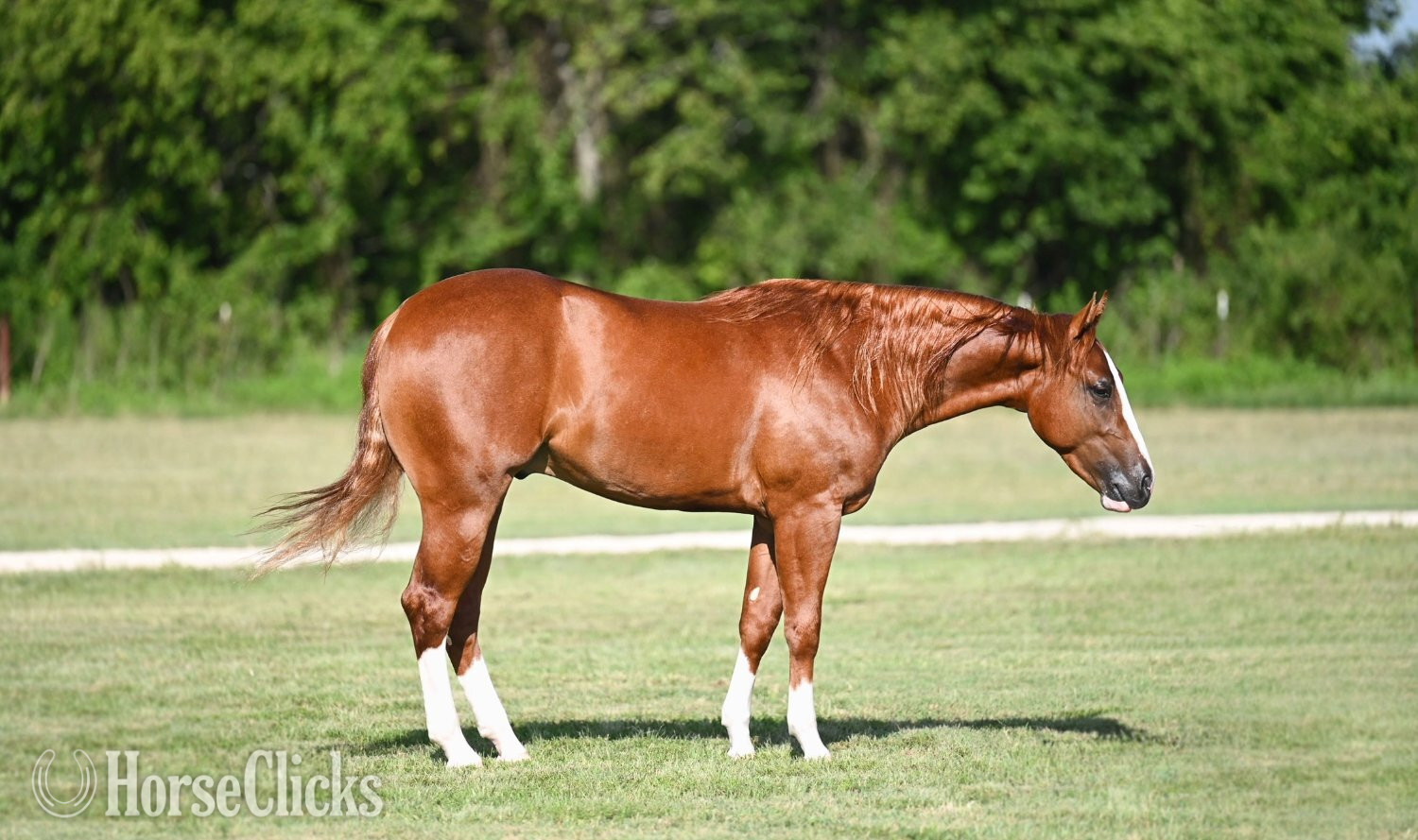 "Preacher" Sorrel Stallion Quarter Horse in Texas