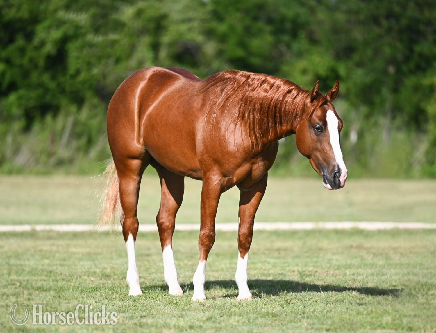 "Preacher" Sorrel Stallion Quarter Horse
