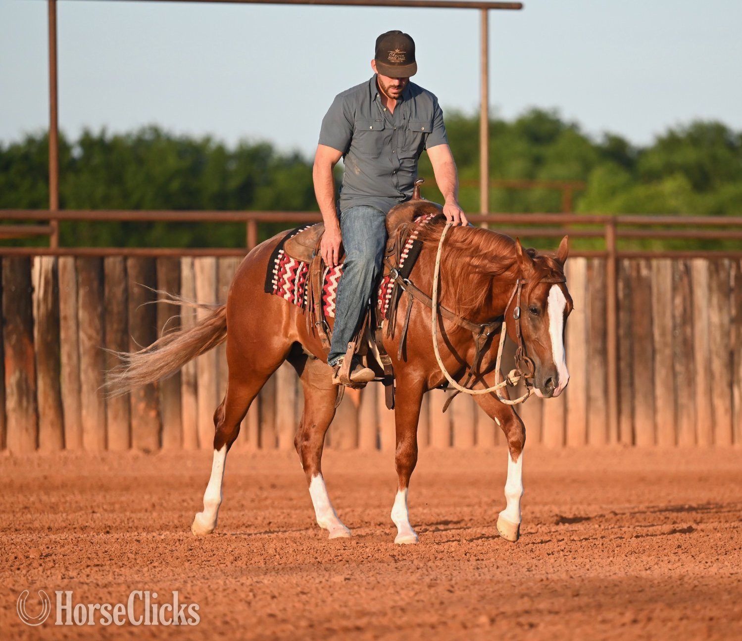 "Preacher" Sorrel Stallion Quarter Horse - Quarter Horse in Texas
