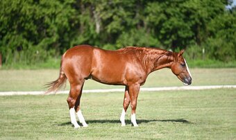 "Preacher" Sorrel Stallion Quarter Horse