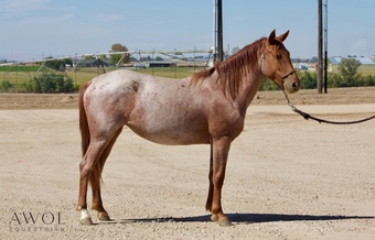 "Stella" Strawberry Roan Filly Draft
