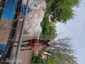"Alexander" Bay Gelding Andalusian