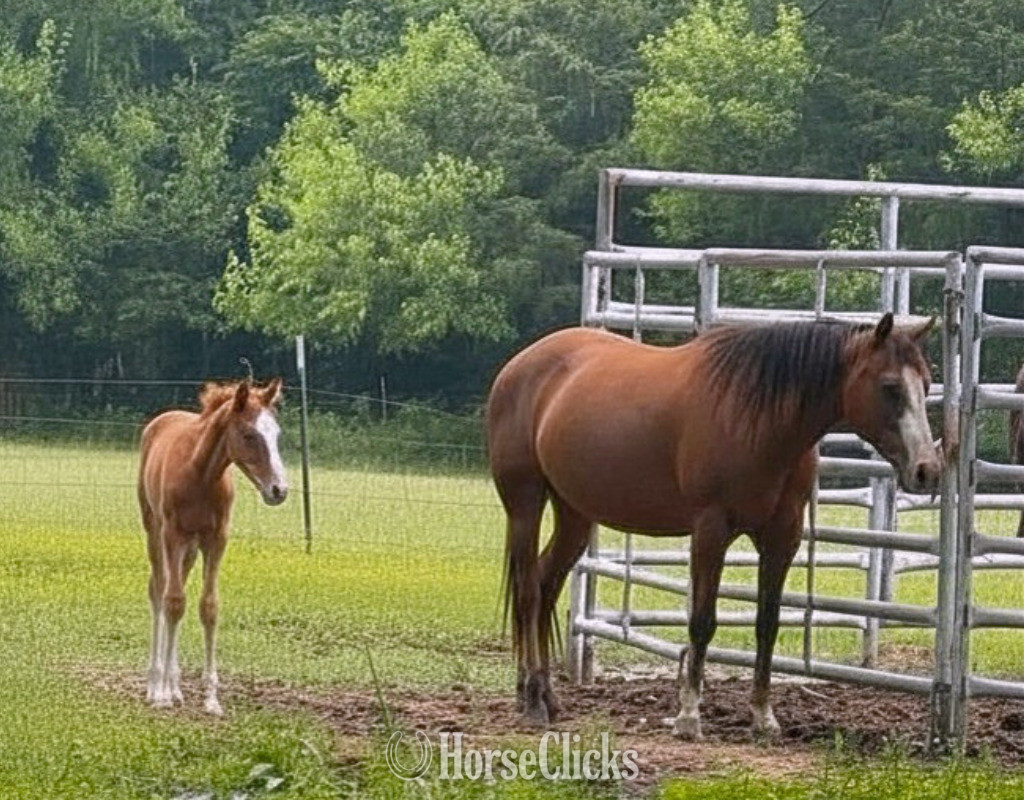 "Shesa Sassy Gunner" Sorrel Mare Quarter Horse in Missouri