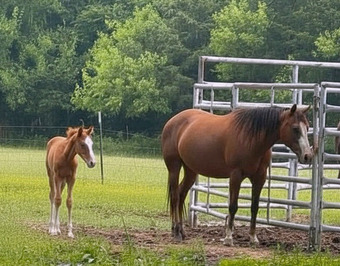 "Shesa Sassy Gunner" Sorrel Mare Quarter Horse