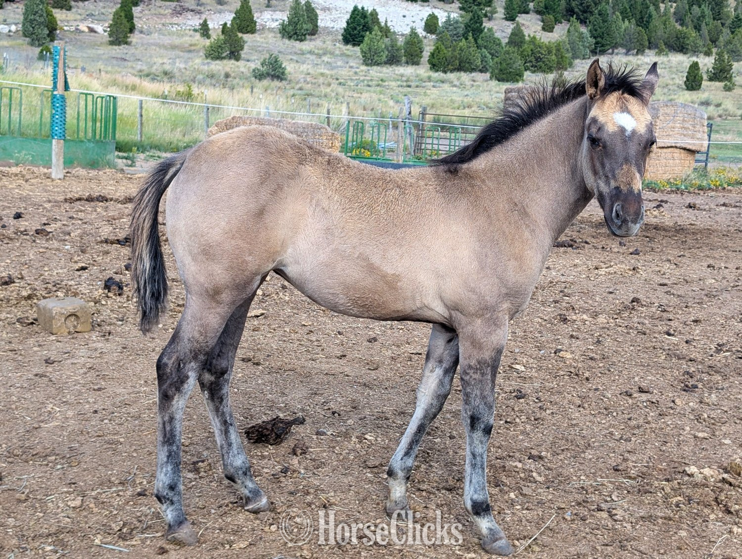 "Mile High Im Magical" Grullo Filly Quarter Horse in Montana