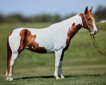 "True" Tabiano Mare Missouri Fox Trotter