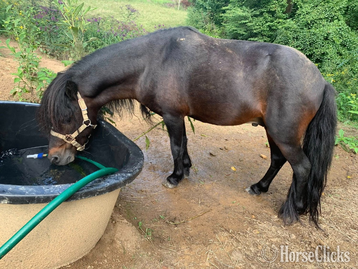 "Phoenix" Bay Stallion American Miniature in West Virginia