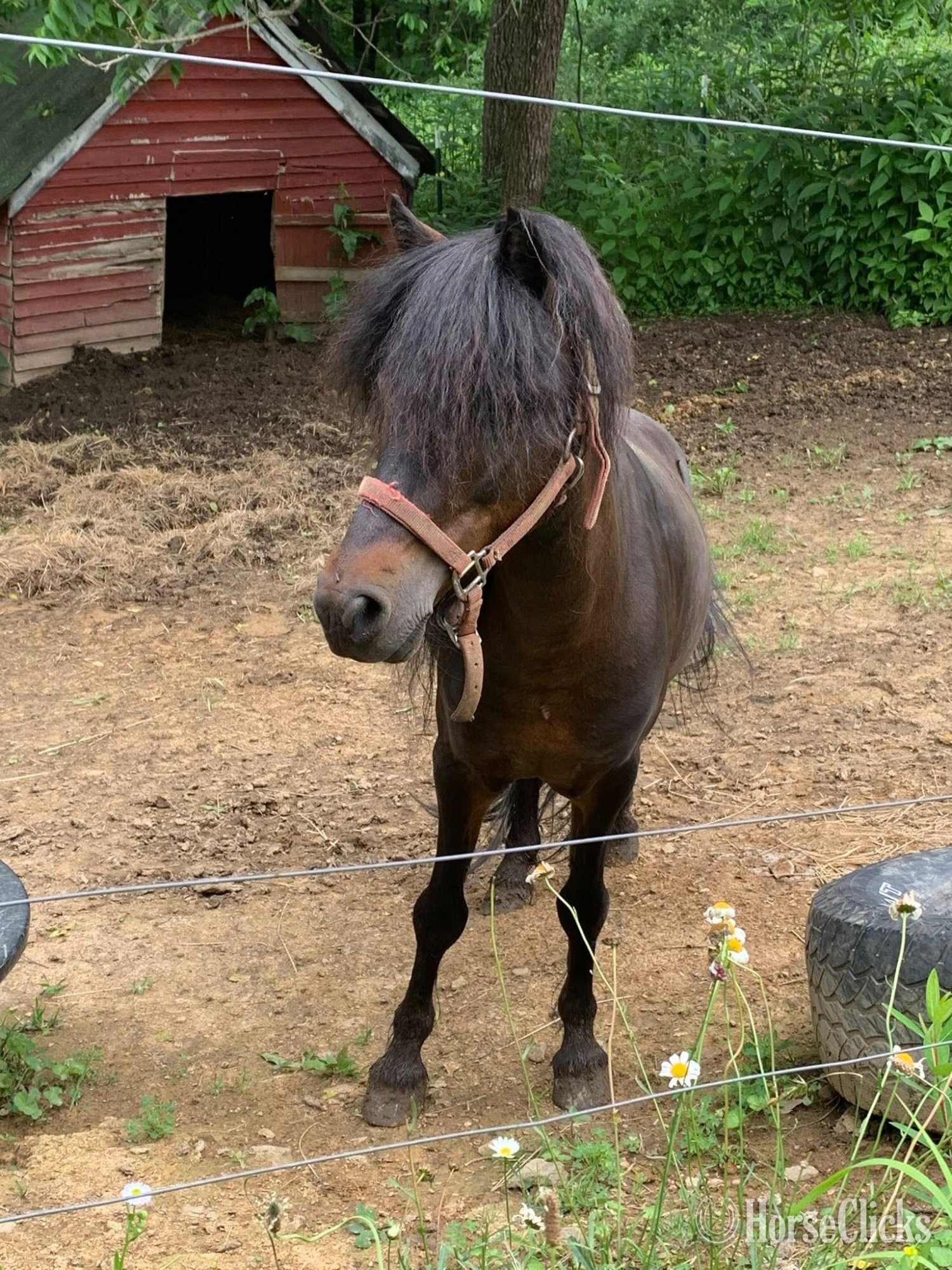 "Phoenix" Bay Stallion American Miniature