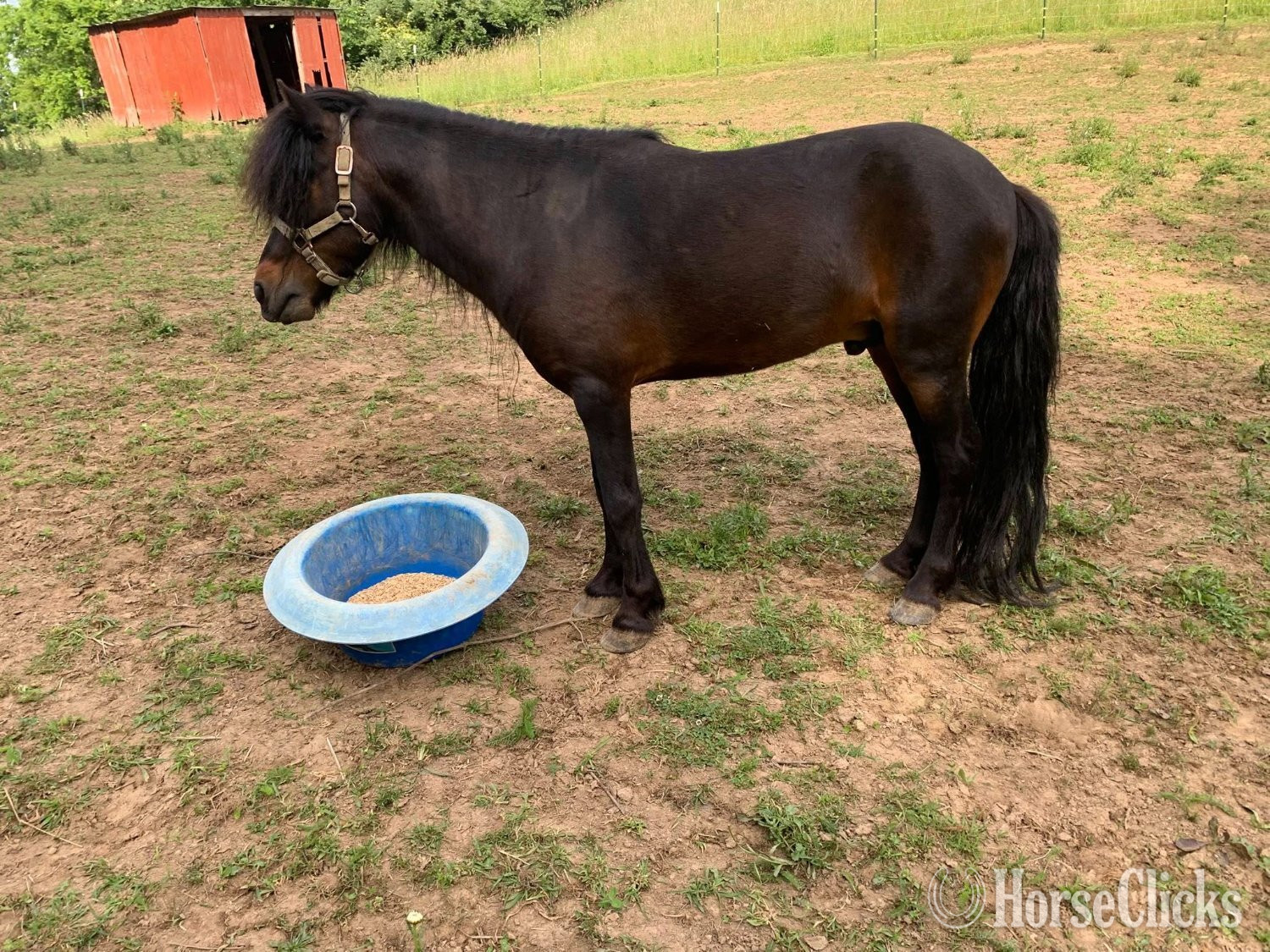 West Virginia "Phoenix" Bay Stallion American Miniature