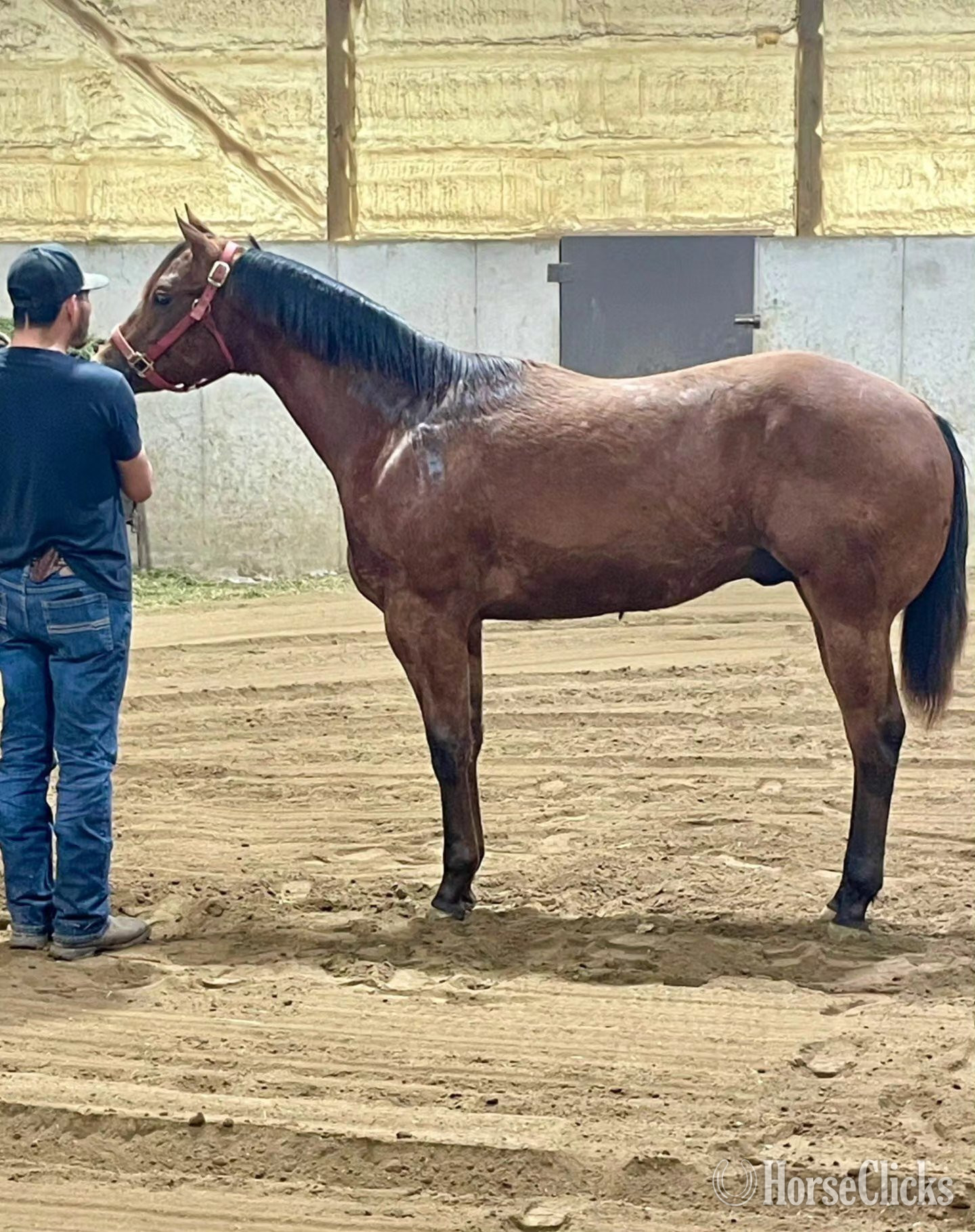 "AE Dominance" Bay Stallion Quarter Horse