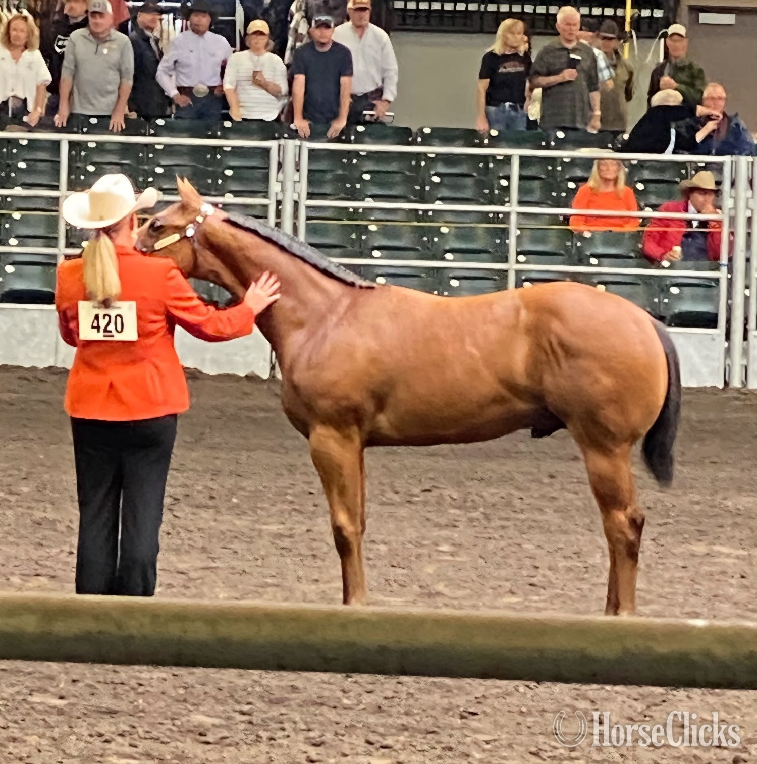 "AE Dominance" Bay Stallion Quarter Horse in Illinois
