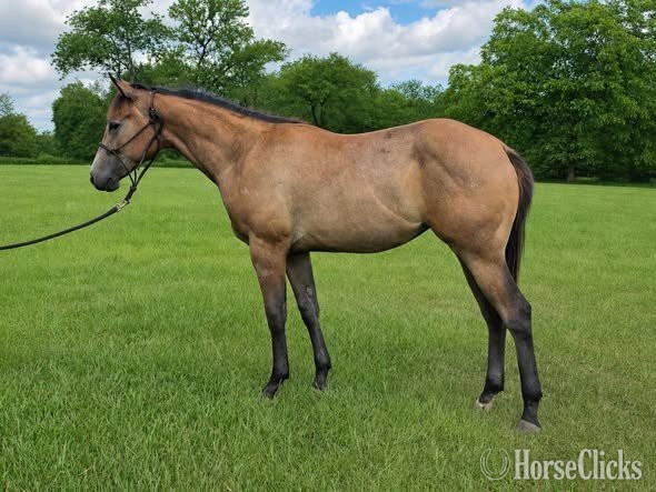 "Bee" Buckskin Mare Quarter Horse in Texas