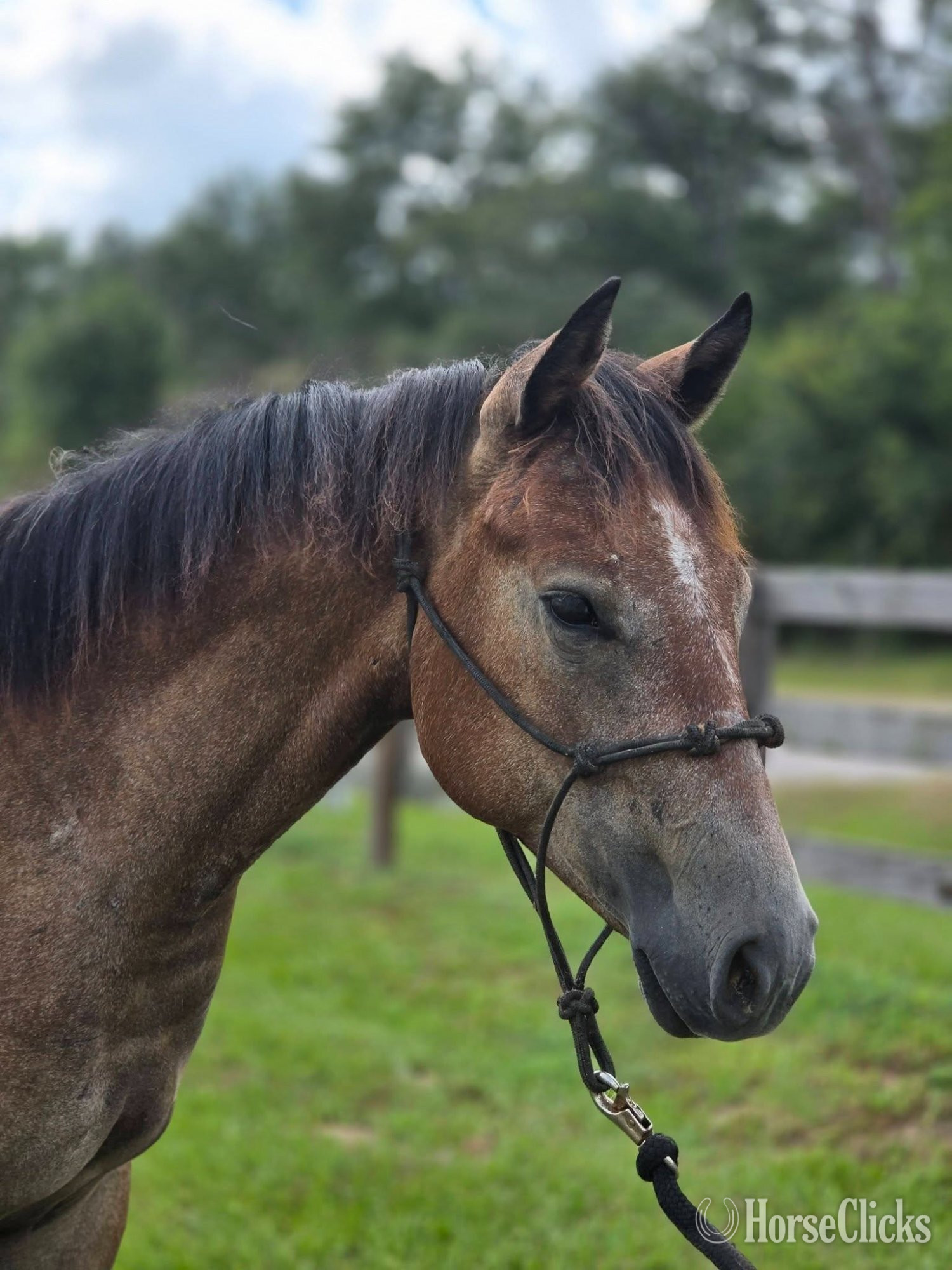 "Bee" Buckskin Mare Quarter Horse