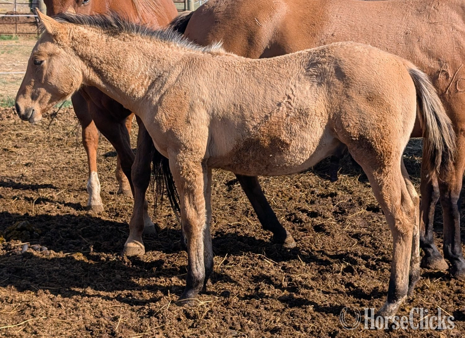 "MileHighMagicSpirit" Buckskin Stallion Quarter Horse - Quarter Horse