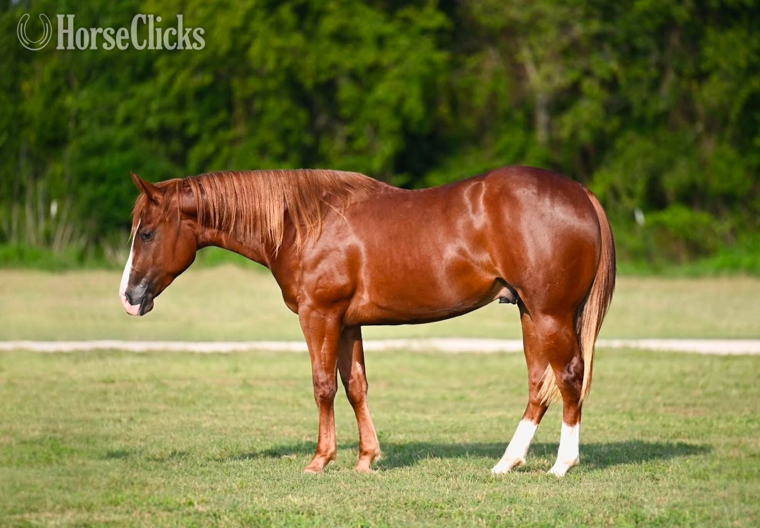 "Gunslinger " Sorrel Gelding Quarter Horse in Texas