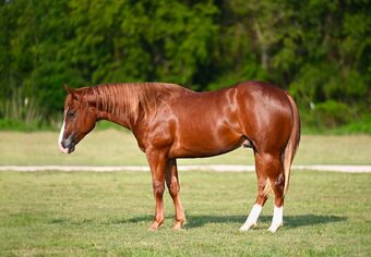 "Gunslinger " Sorrel Gelding Quarter Horse
