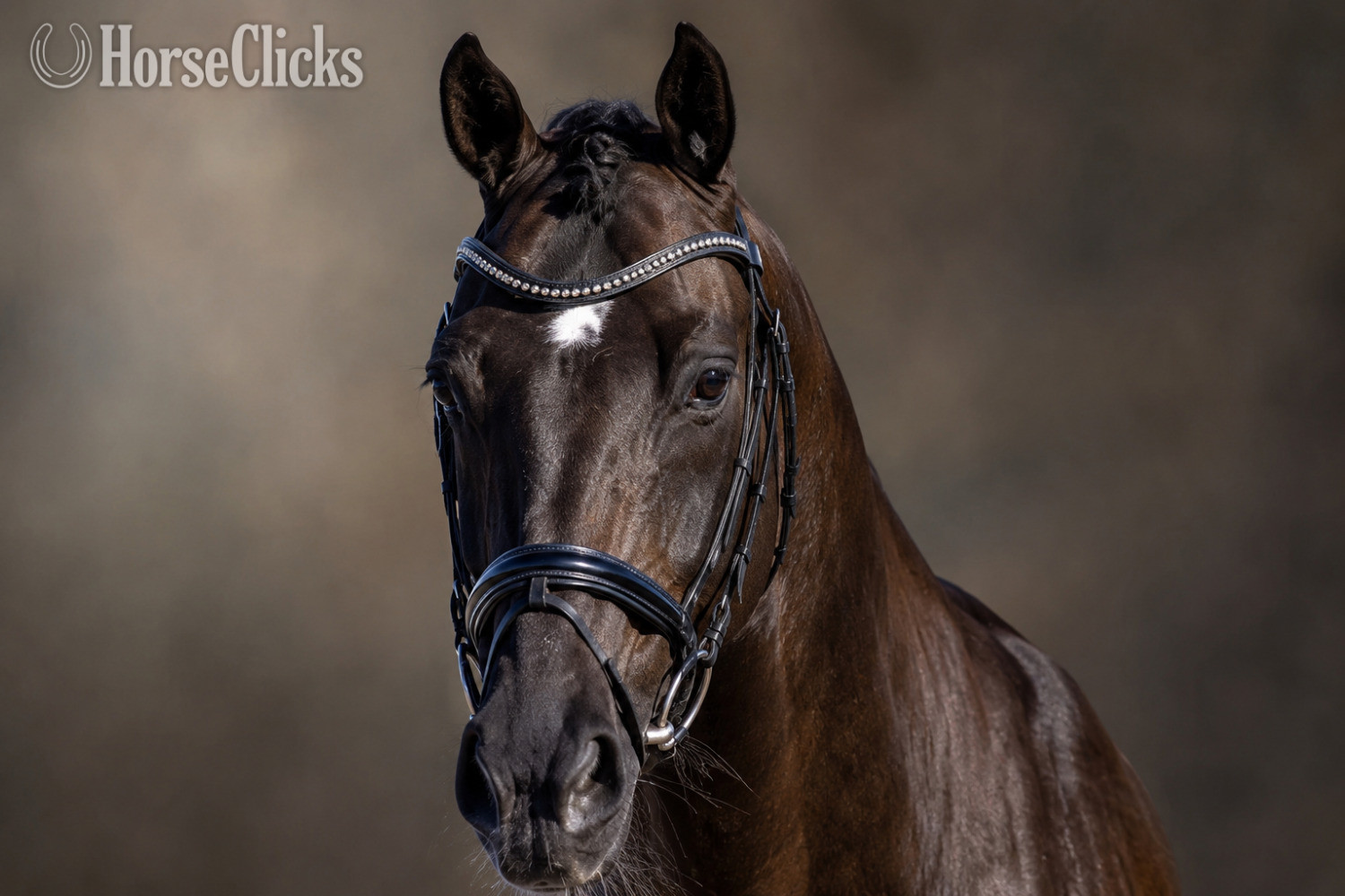 "Dominion" Bay Gelding Dutch Warmblood in New York