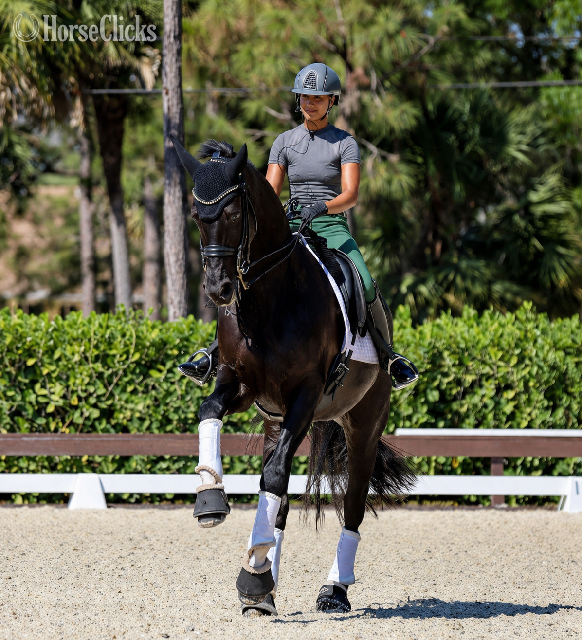 "Dominion" Bay Gelding Dutch Warmblood