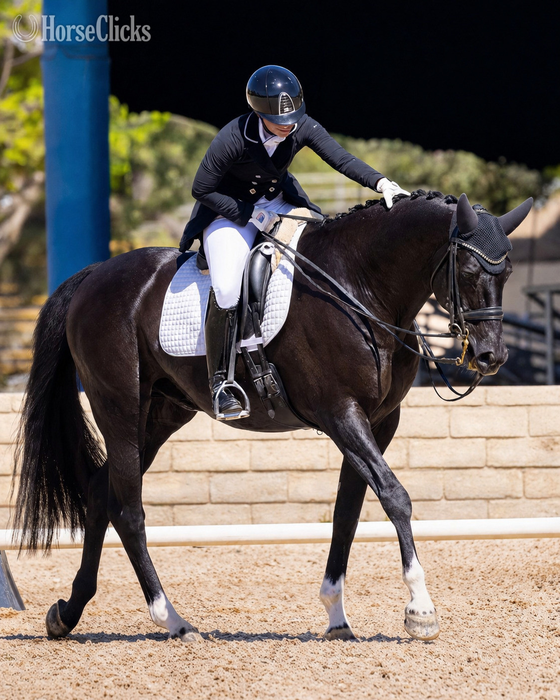 New York "Dominion" Bay Gelding Dutch Warmblood