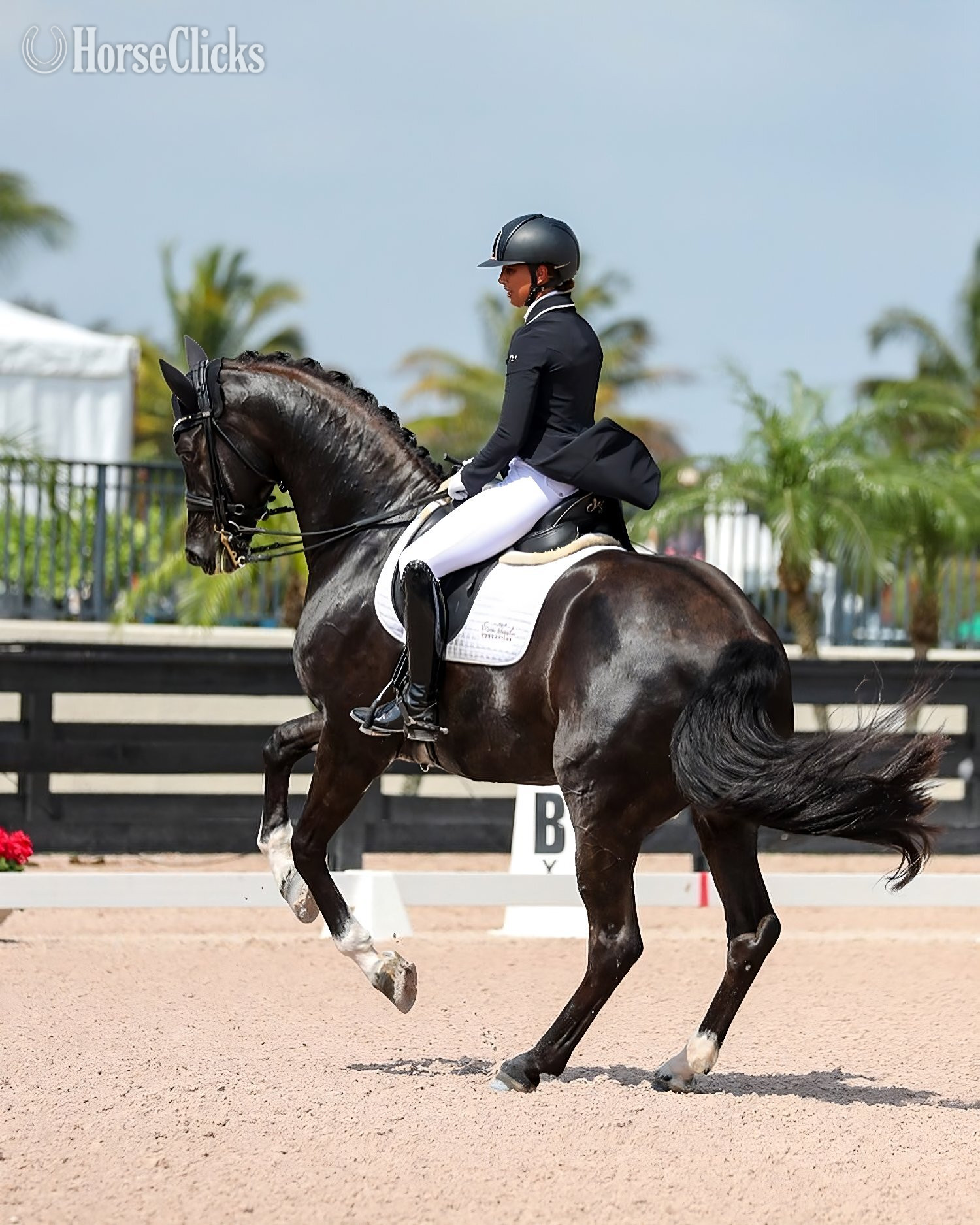 "Dominion" Bay Gelding Dutch Warmblood - Dutch Warmbloods in New York