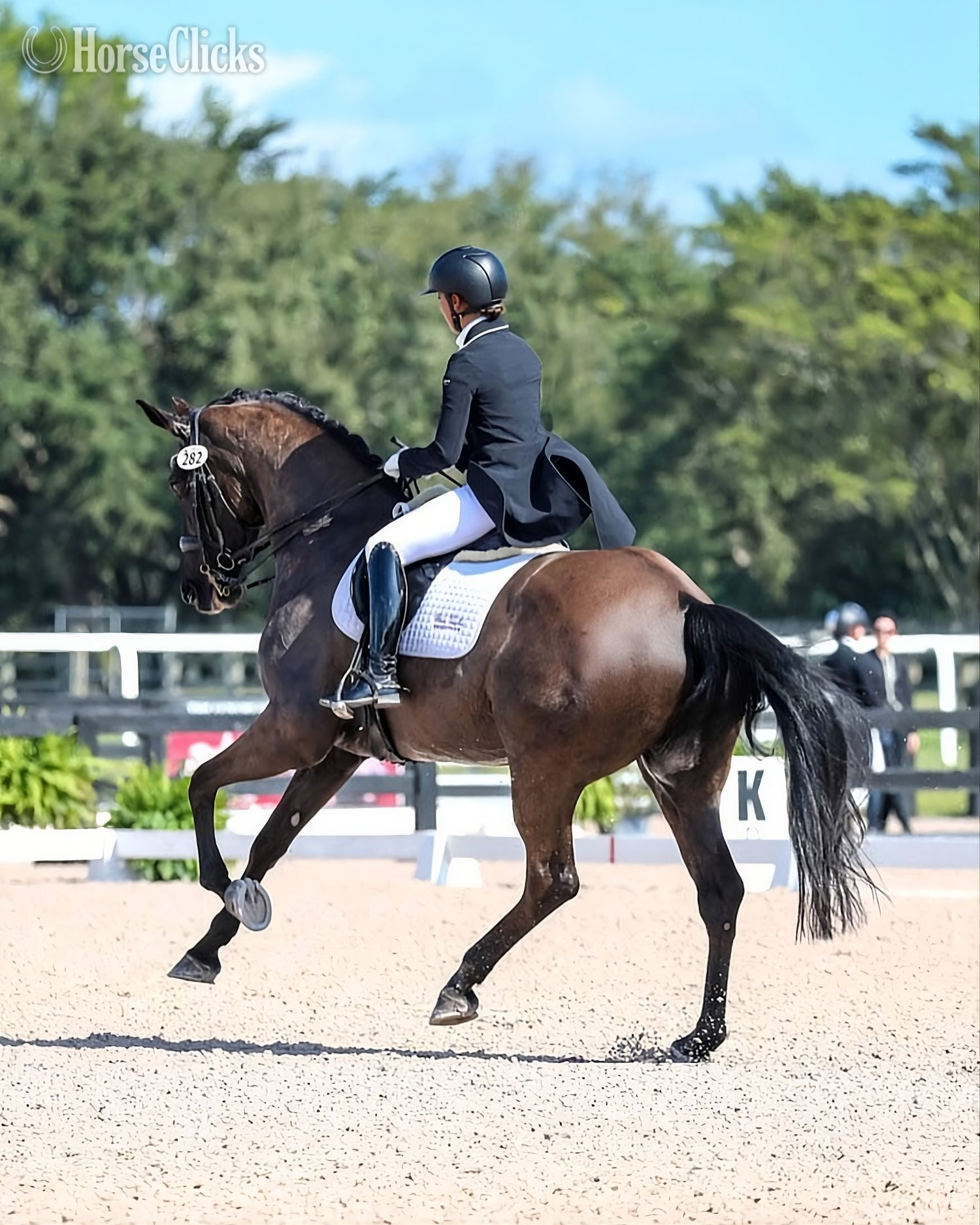 "Dominion" Bay Gelding Dutch Warmblood - Dutch Warmbloods