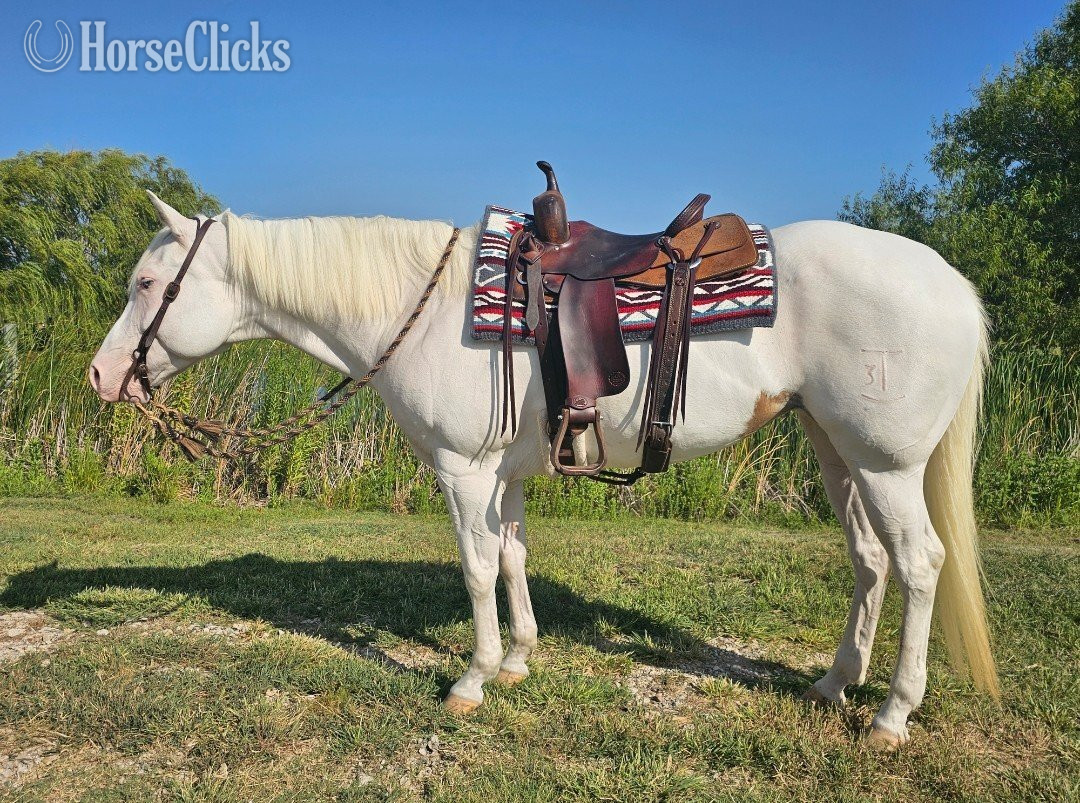 "LOOK N FOR A SPOT" Piebald Mare Paint