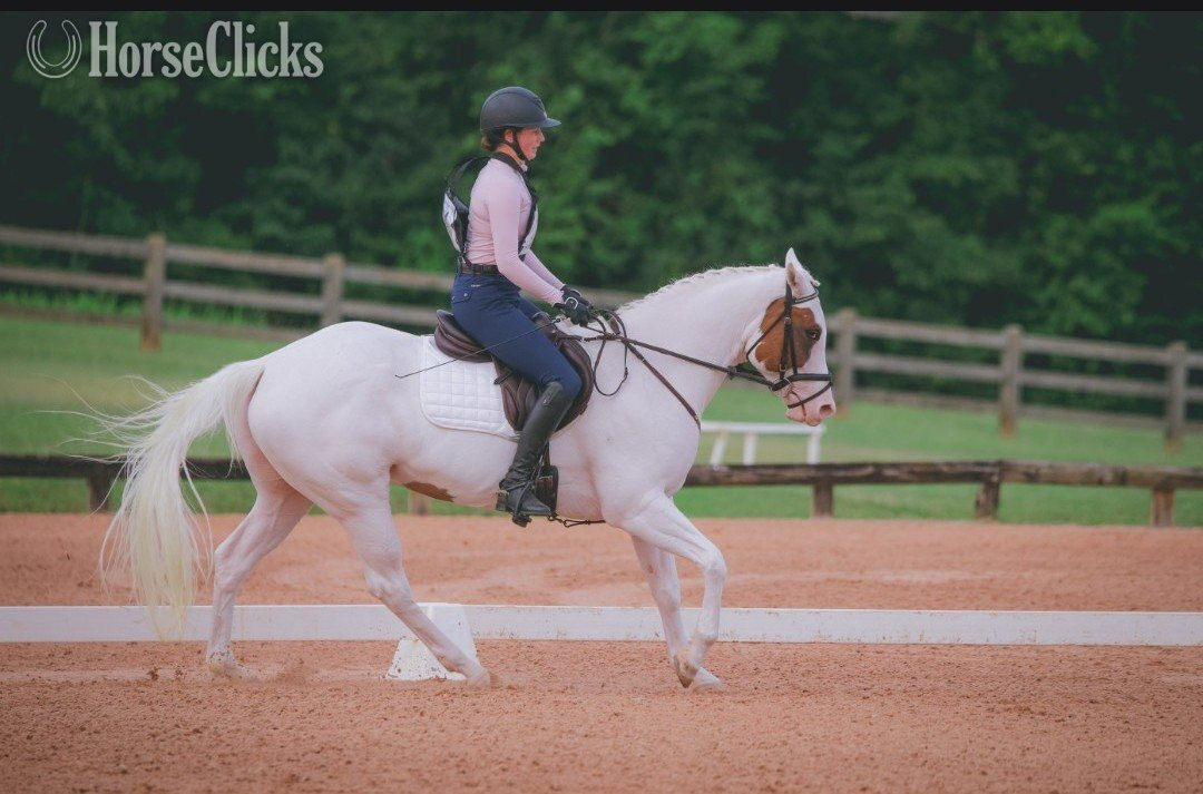 "LOOK N FOR A SPOT" Piebald Mare Paint Texas