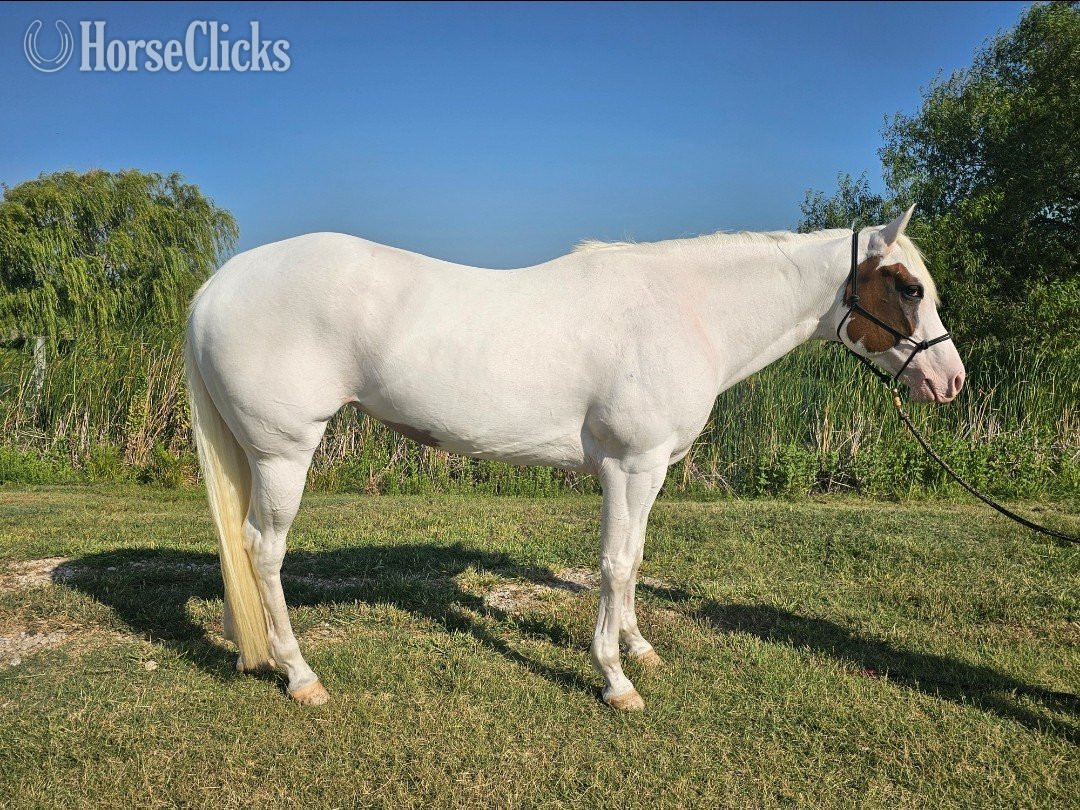 Paint - "LOOK N FOR A SPOT" Piebald Mare Paint