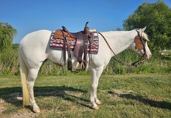 "LOOK N FOR A SPOT" Piebald Mare Paint