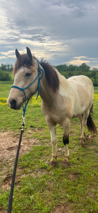 "Willow"  Filly Paint