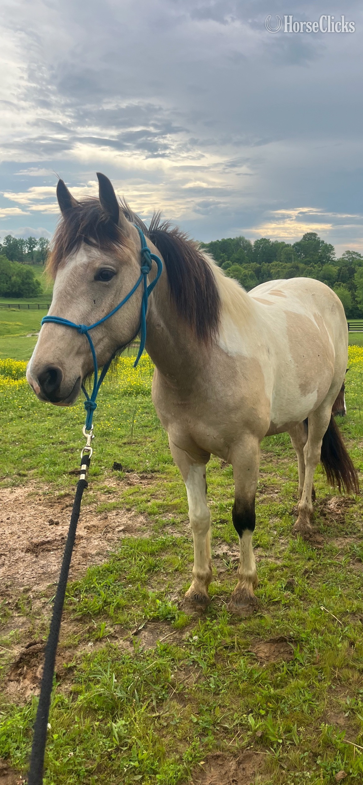 "Willow"  Filly Paint in Kentucky