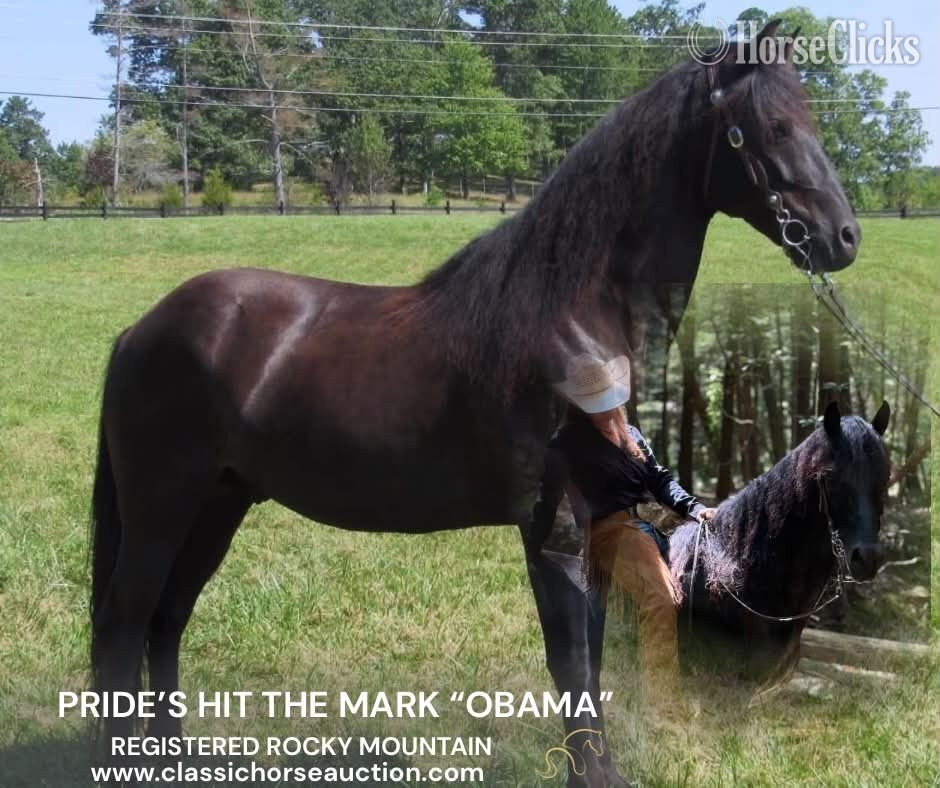 "OBAMA" Black Gelding Rocky Mountain in Kentucky