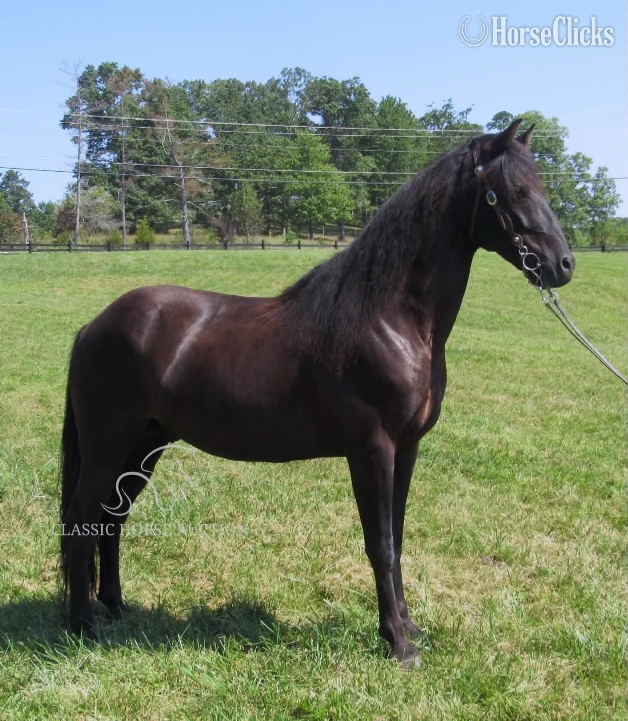 "OBAMA" Black Gelding Rocky Mountain - Rocky Mountain in Kentucky