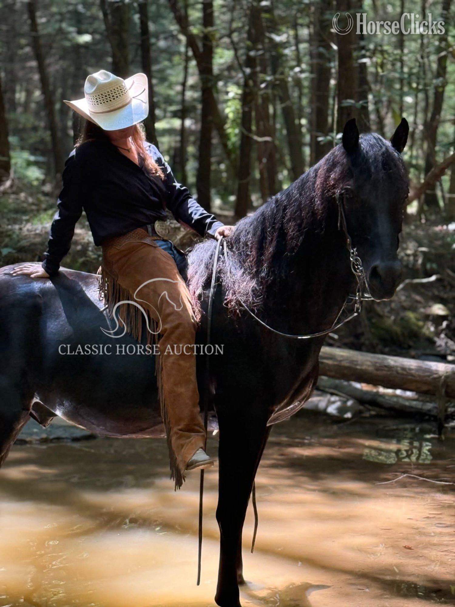"OBAMA" Black Gelding Rocky Mountain - Rocky Mountain