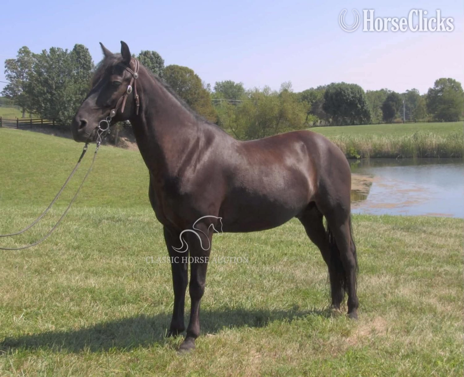"OBAMA" Black Gelding Rocky Mountain Kentucky