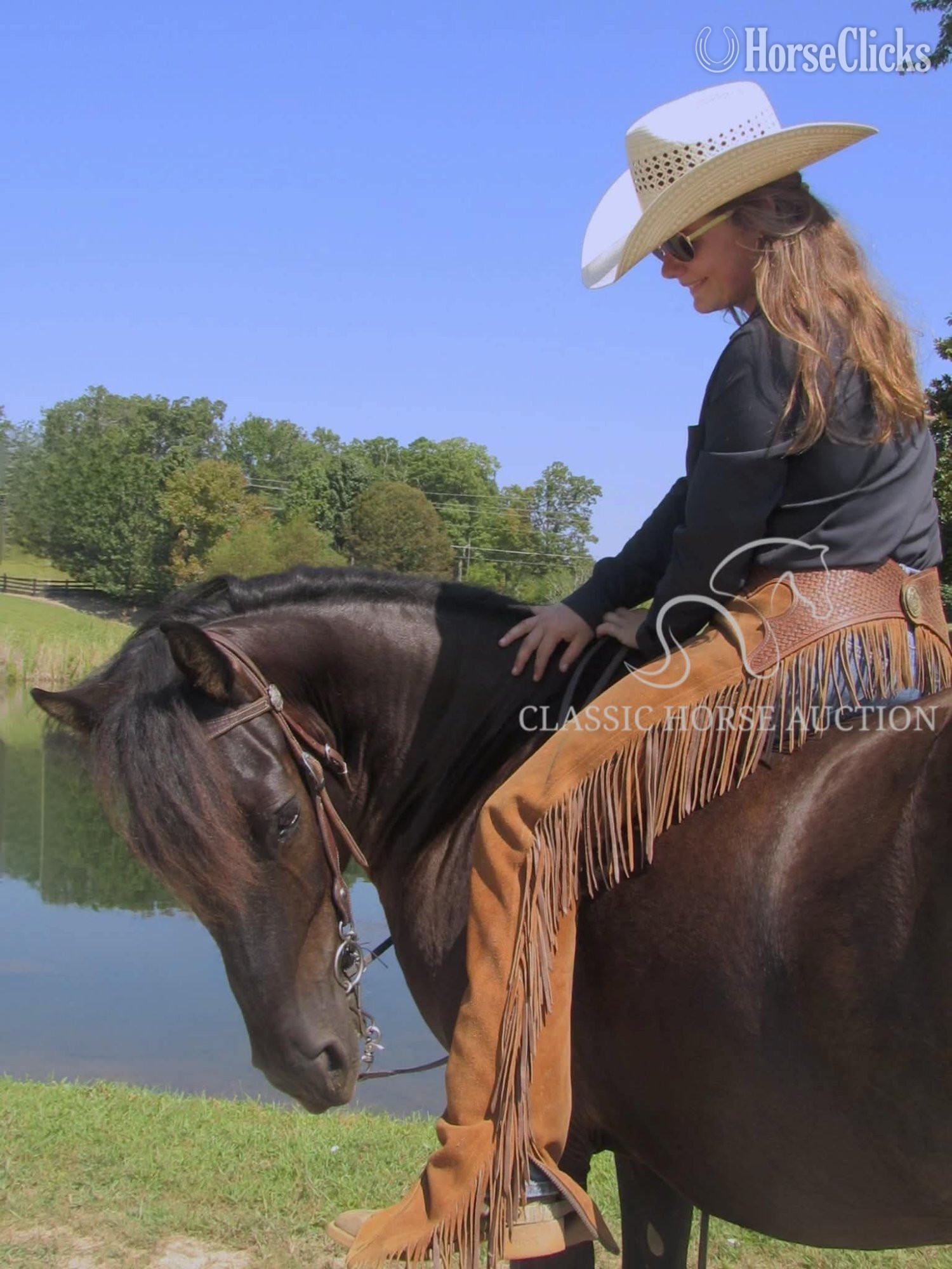 Rocky Mountain - "OBAMA" Black Gelding Rocky Mountain