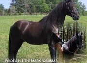 "OBAMA" Black Gelding Rocky Mountain