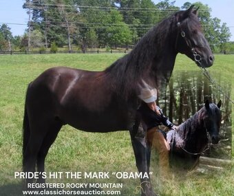 "OBAMA" Black Gelding Rocky Mountain
