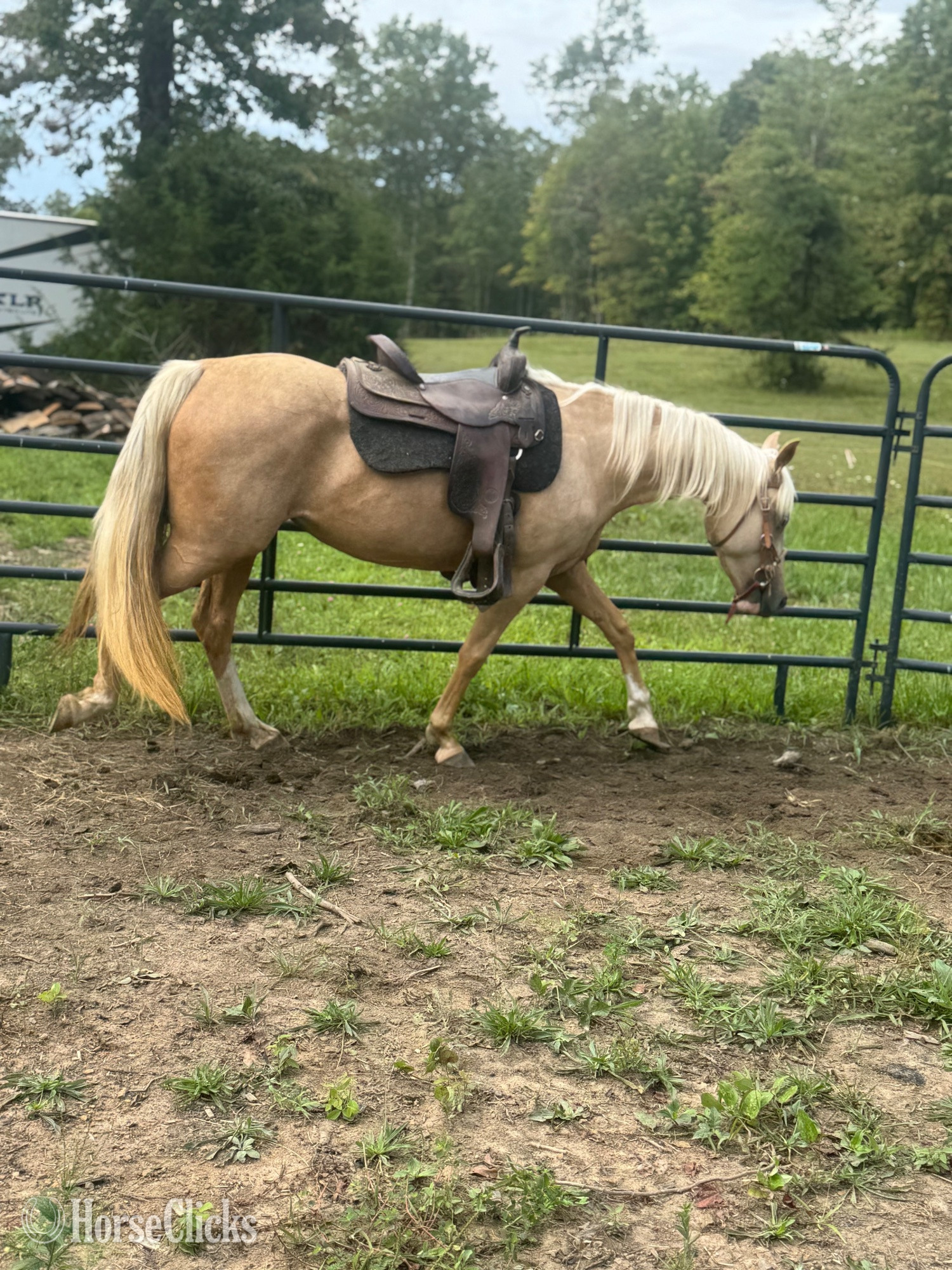 "Bella" Palomino Mare Missouri Fox Trotter in Tennessee